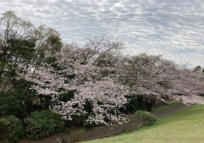 本牧山頂公園の桜
