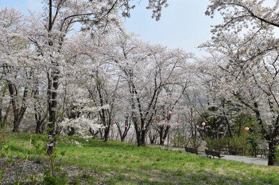 さくらの山公園の桜