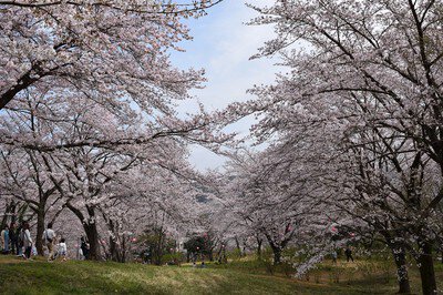 さくらの山公園の桜