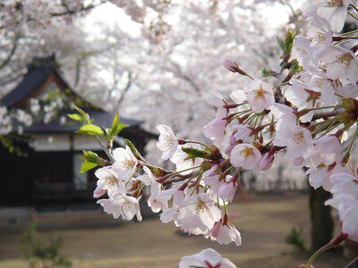 経塚山公園の桜