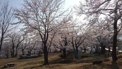 経塚山公園の桜
