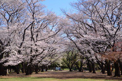 都立光が丘公園の桜