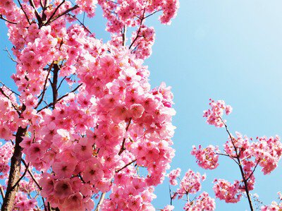 万博記念公園の桜