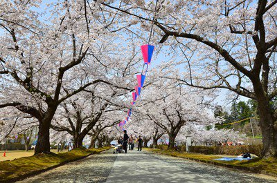 堂ノ前公園の桜