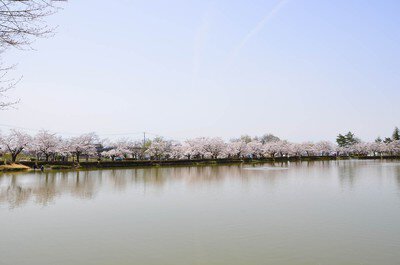 堂ノ前公園の桜