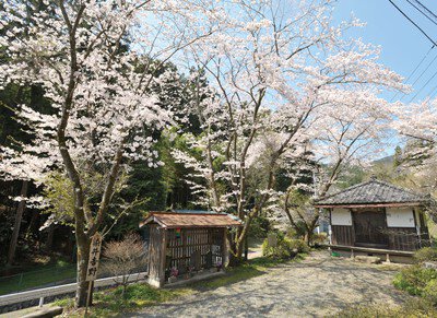慈光山歴史公苑の桜