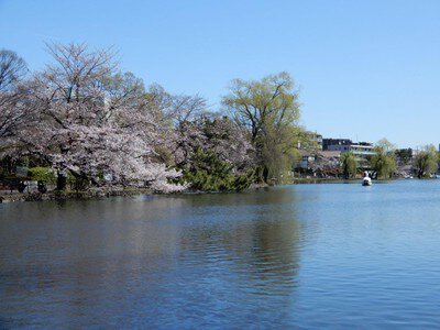 石神井公園の桜