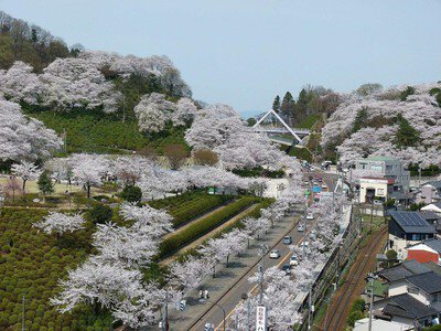 西山公園の桜(福井県)