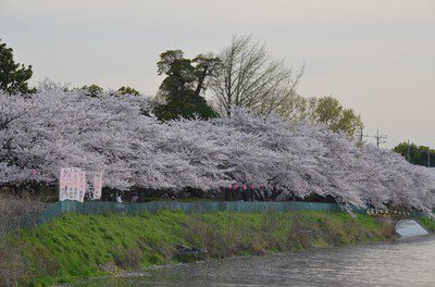 古利根川堤の桜