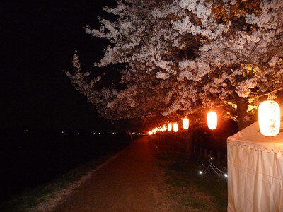 古利根川堤の桜