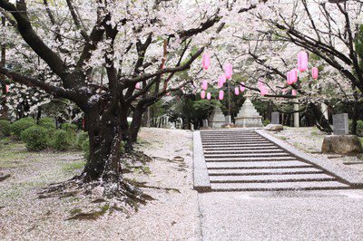 大山緑地の桜