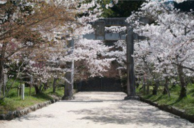 宝満宮竈門神社の桜
