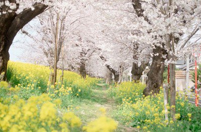 熊谷桜堤の桜
