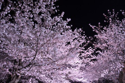 黒鳥山公園の桜