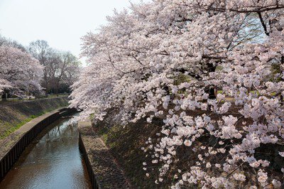 善福寺川緑地・和田堀公園の桜