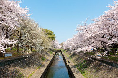 善福寺川緑地・和田堀公園の桜