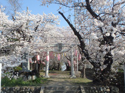 城山稲荷神社の桜