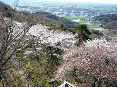 太平山の桜