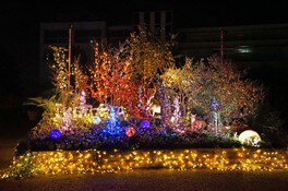 いくとぴあ食花  Winter Illumination Light Forest  画像(3/5)