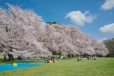 砧公園の桜