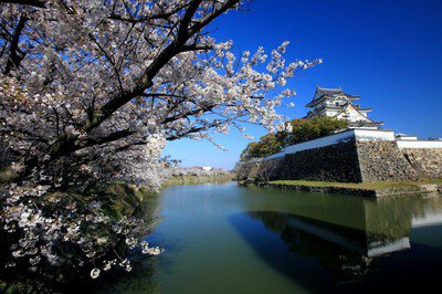 岸和田城周辺の桜