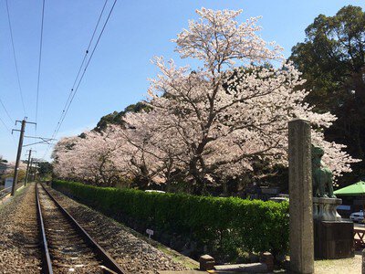 陶山神社の桜