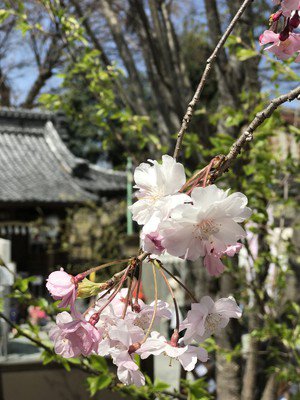 川越 熊野神社の桜