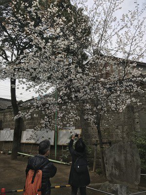 川越 熊野神社の桜