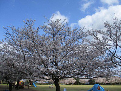 寺山いこいの広場の桜