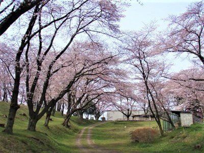 雉岡城跡の桜