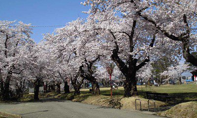 真人公園の桜