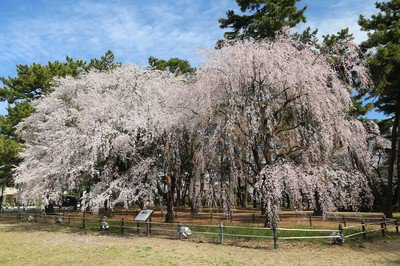 敷島公園の桜