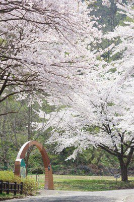 大館市ベニヤマ自然パークの桜