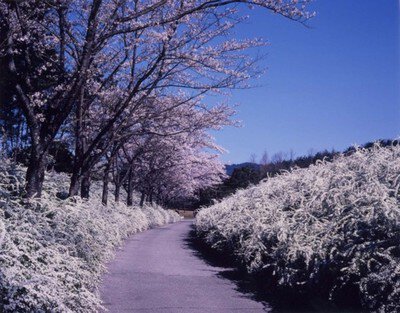 愛知県緑化センターの桜