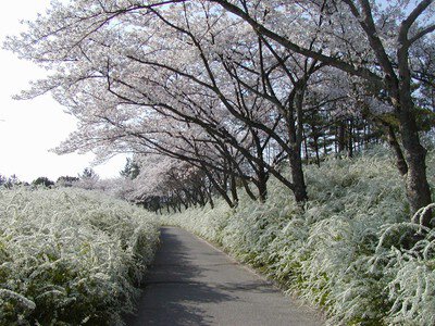 愛知県緑化センターの桜