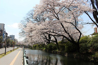 高崎城址公園の桜