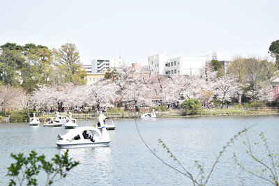 洗足池公園の桜