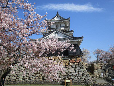 浜松城公園の桜