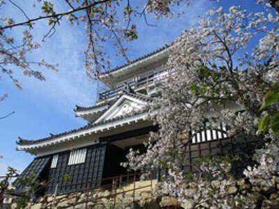 浜松城公園の桜