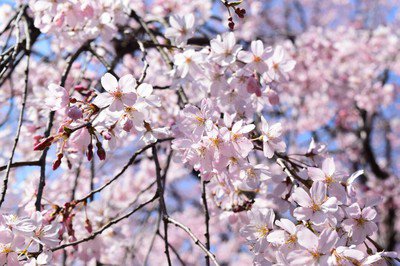 六義園の桜