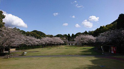 鹿児島市平川動物公園の桜