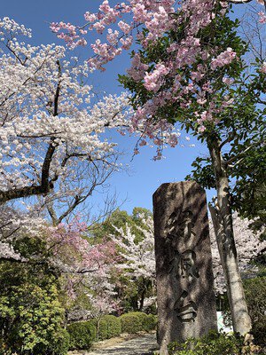 五月山緑地の桜