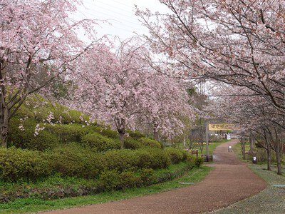 よこはま動物園ズーラシアの桜