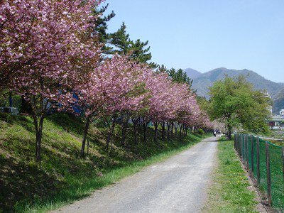 水上温泉(諏訪峡付近)の桜