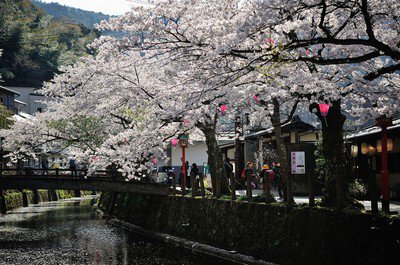 城崎温泉の桜