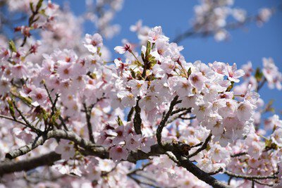 日本平の桜