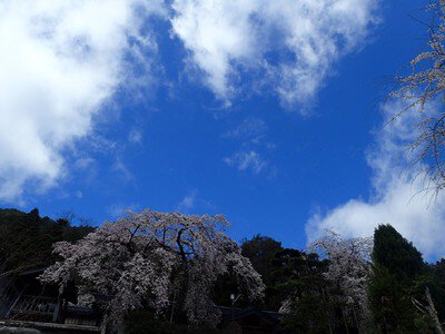 鳳泉寺の桜
