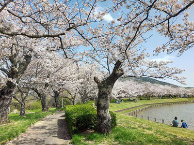 北条大池周辺の桜