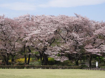 都立神代植物公園の桜