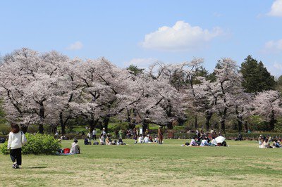 都立神代植物公園の桜